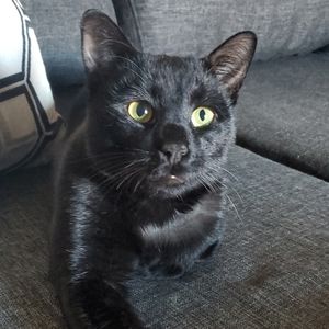 Meet your Posher, Salem